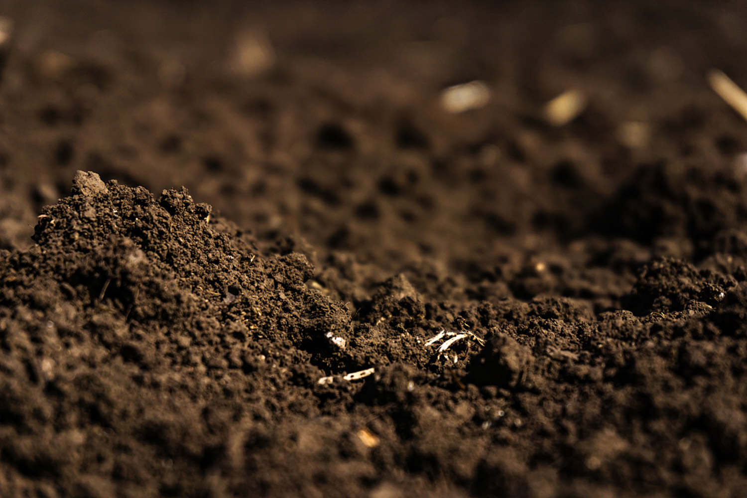 碱性土壤和酸性土壤应该种什么花