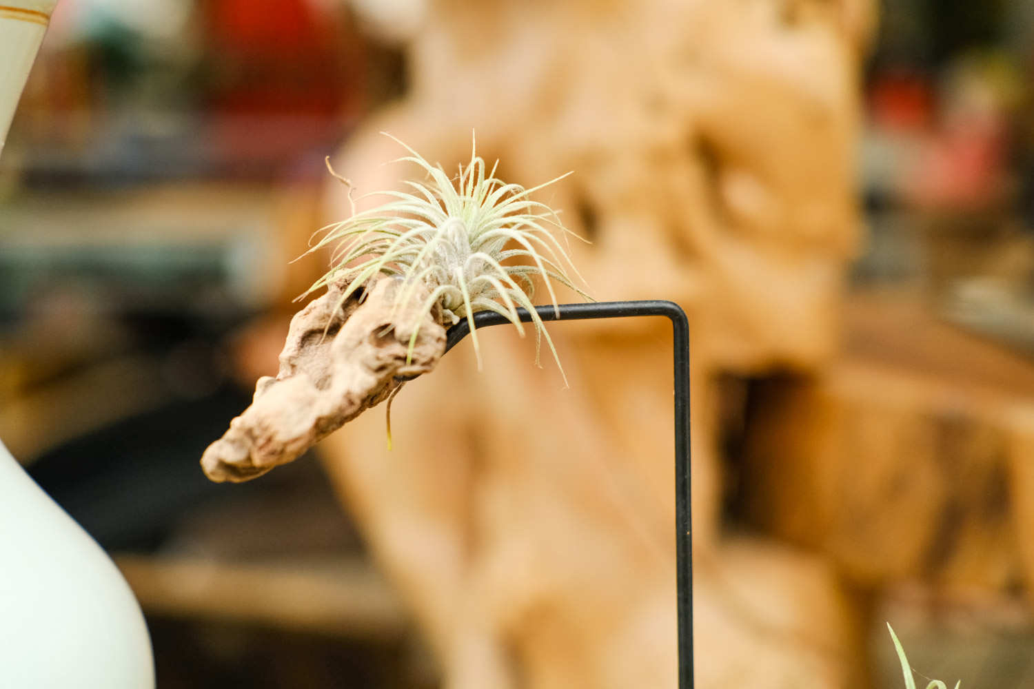 空气凤梨——谁都能养活的精灵植物