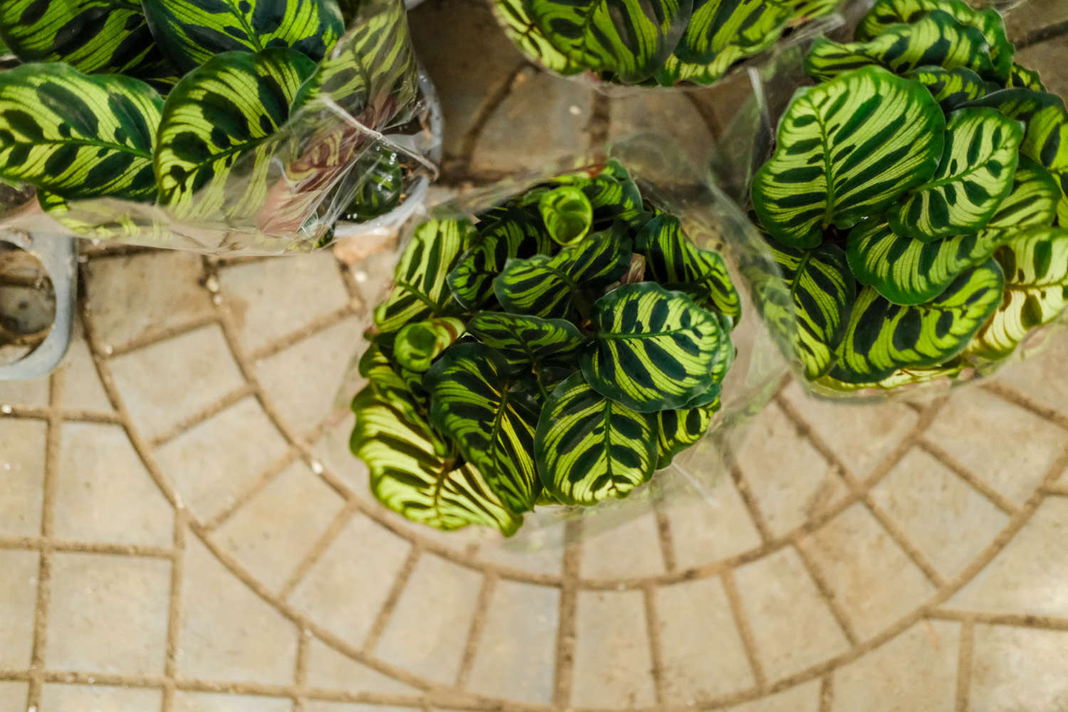 孔雀竹芋的常见品种