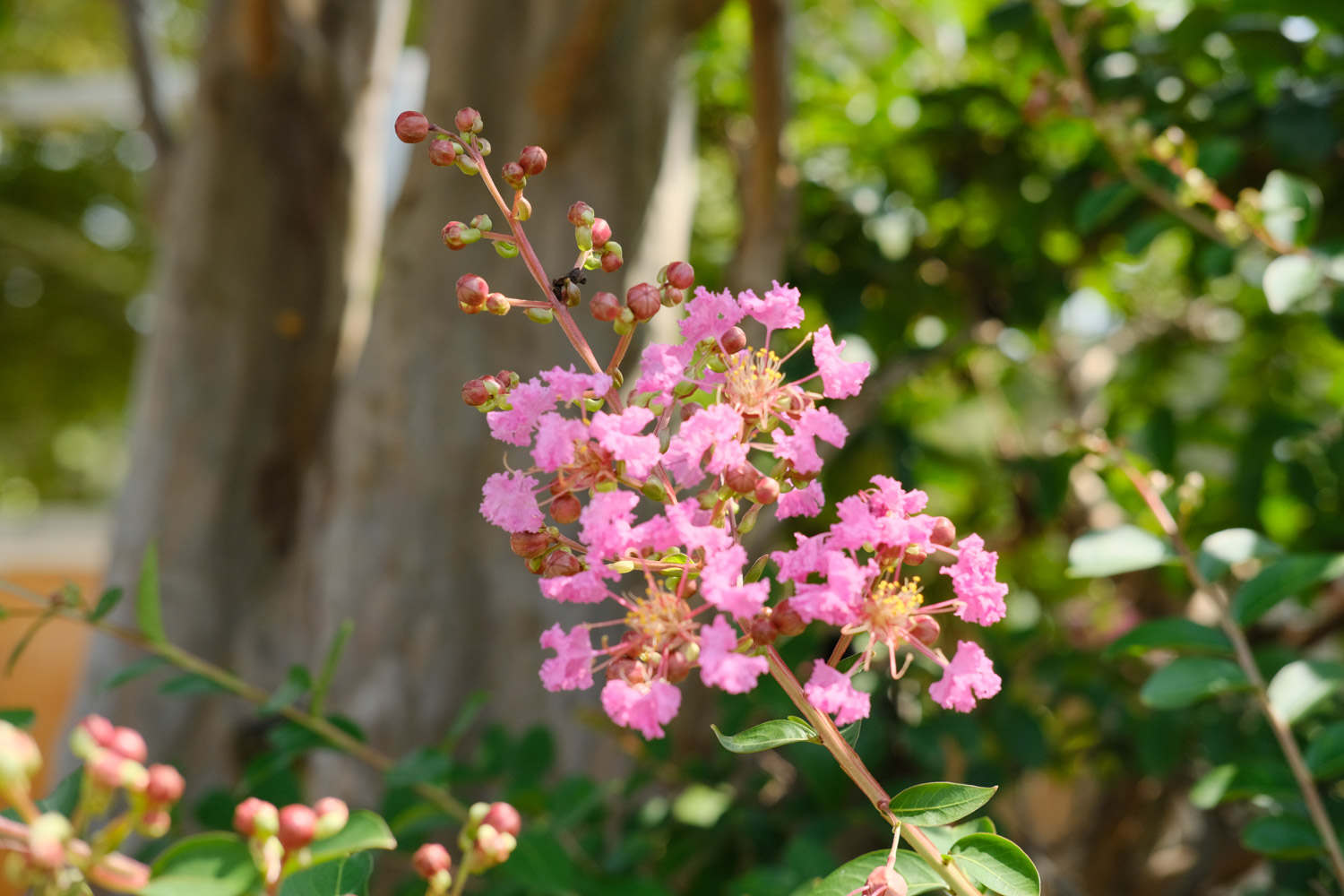 牡丹江适合养什么花，市花和市树是什么