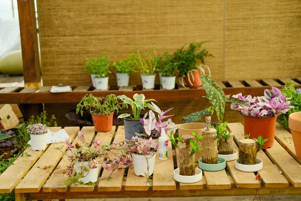 紫背竹芋的养殖方法